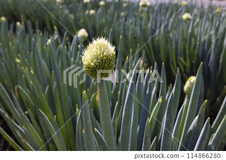 在領域種植的大蔥 114866280