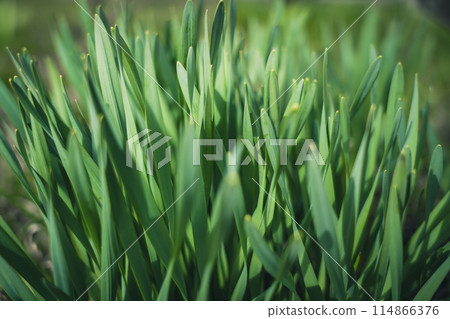 Fast-growing grass at the end of March 114866376