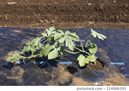 剛栽下的西瓜苗 114866393