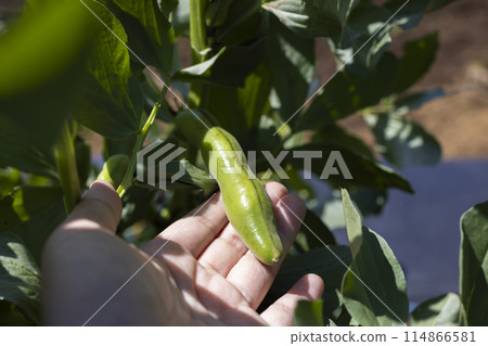 Sora beans in the field 114866581