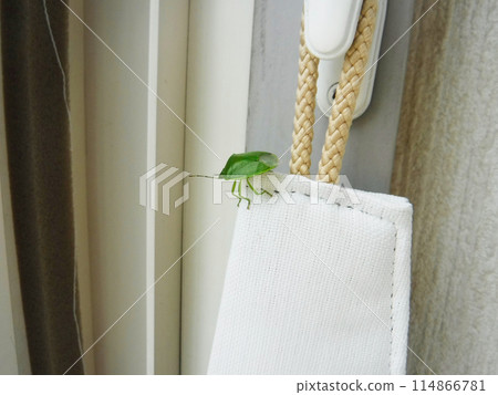 Shiny green stink bugs invading the room Shiny green stink bugs invading the room 114866781