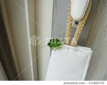 Shiny green stink bugs invading the room Shiny green stink bugs invading the room 114866783