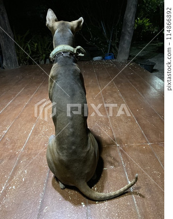 Thai dog sit on floor and watch out for danger 114866892