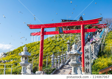 春天的「青森郡」蕪島神社 114867067