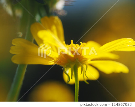 Yellow flowers blooming in the afternoon sun 114867083