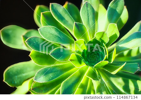 A beautiful green succulent plant with a flower-like shape 114867134