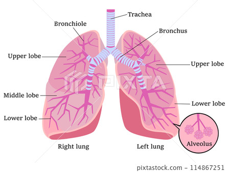 Parts of the lungs 114867251