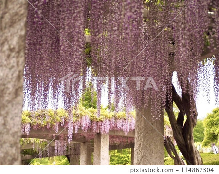 Wisteria blooming on the wisteria shelf 114867304