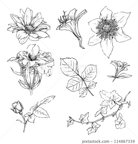Vector illustration set of roses flowers and leaves, hand draw Vector illustration set of roses flowers and leaves, hand draw 114867339