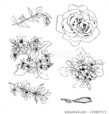 Vector illustration set of roses flowers and leaves, hand draw Vector illustration set of roses flowers and leaves, hand draw 114867371