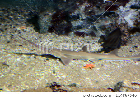 Snow shark 114867540