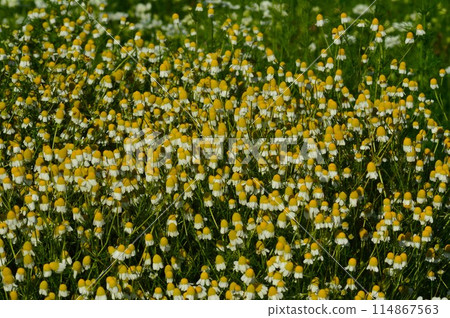 清晨,洋甘菊花瓣閉合 清晨,洋甘菊花瓣閉合 114867563