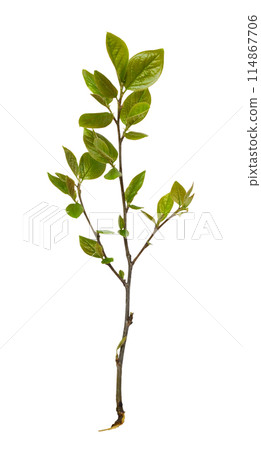 Spring twig with small fresh green leaves isolated Spring twig with small fresh green leaves isolated 114867706