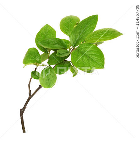 Spring branch with green leaves isolated Spring branch with green leaves isolated 114867709