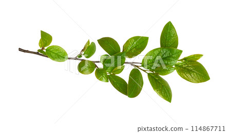Spring twig with early green leaves isolated Spring twig with early green leaves isolated 114867711