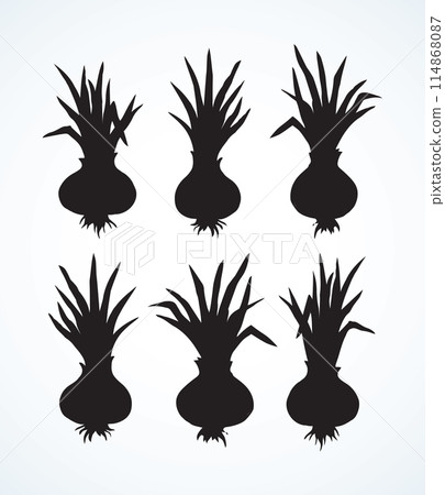 Onion. Vector drawing 114868087