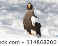 A Steller's sea eagle resting on drift ice in Shiretoko in winter 114868200
