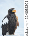 A Steller's sea eagle resting on drift ice in Shiretoko in winter 114868201