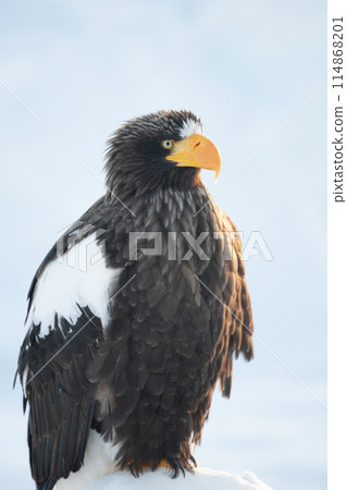 A Steller's sea eagle resting on drift ice in Shiretoko in winter A Steller's sea eagle resting on drift ice in Shiretoko in winter 114868201