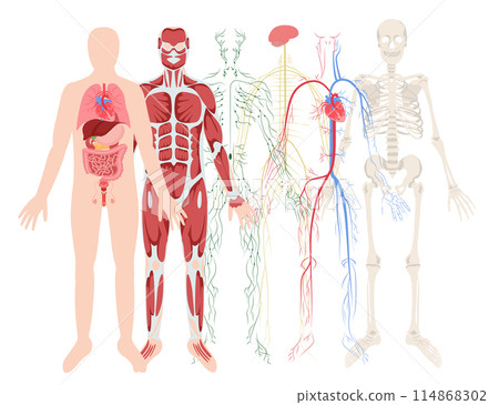 Hand drawn flat human body organ system composition background with different organ systems 114868302