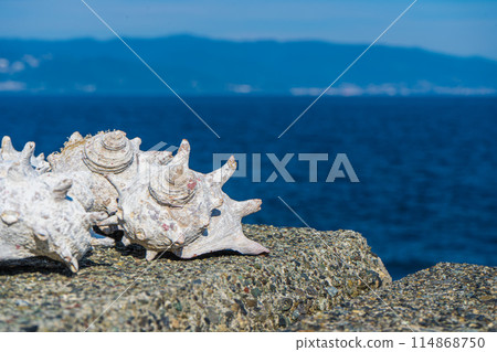 放置在海灘上的頭巾貝殼 放置在海灘上的頭巾貝殼 114868750