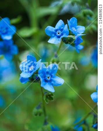 Cynoglossum blooms in May with small blue flowers Cynoglossum blooms in May with small blue flowers 114869013