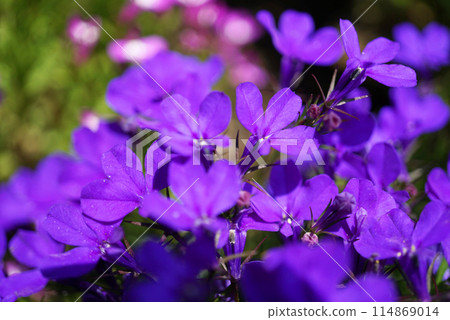 A close-up photo of purple-flowering lobelia A close-up photo of purple-flowering lobelia 114869014