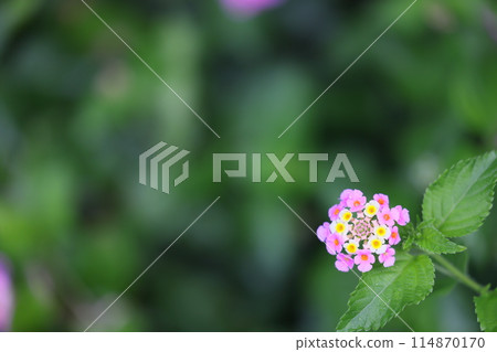 Color change, Lantana flower 114870170