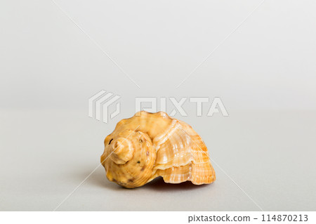 Summer time concept with sea shells or starfish on a table background with copy space for text Summer time concept with sea shells or starfish on a table background with copy space for text 114870213