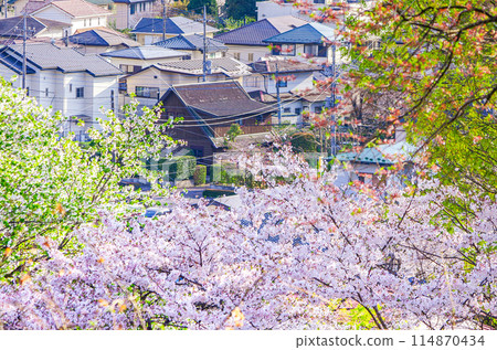 Ryujo Park in spring, Otawara City, Tochigi Prefecture Ryujo Park in spring, Otawara City, Tochigi Prefecture 114870434