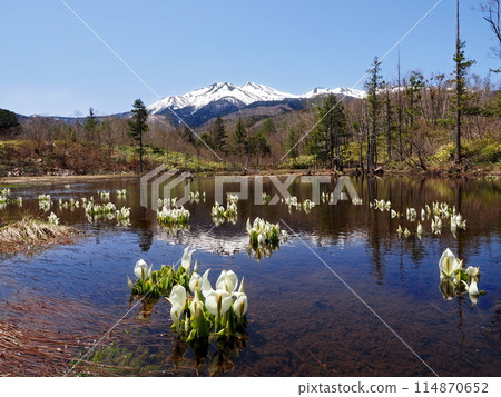 The Asian skunk cabbage in the Loach Pond and Mount Norikura at Ichinose Garden in the Norikura Highlands 114870652