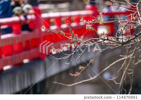 240410 中橋櫻g001 114870891