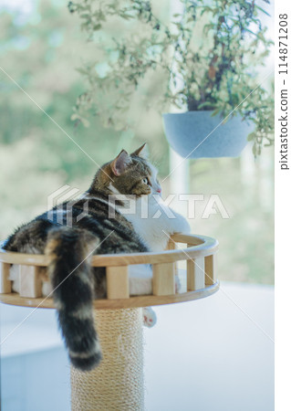 pet care concept with scottish  cat relax and play in living room 114871208