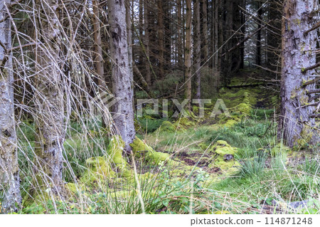 The forest at Letterilly by Glenties, County Donegal, Ireland 114871248