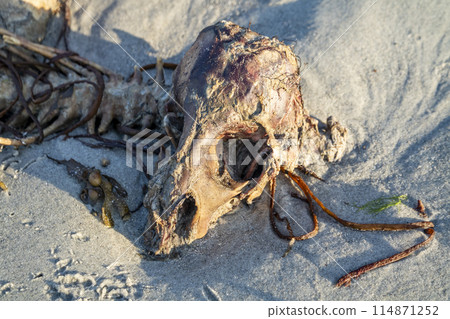 The skeleton of a dead sheep lying on the beach The skeleton of a dead sheep lying on the beach 114871252