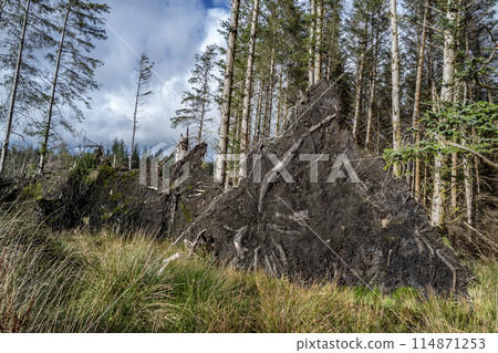 Uprooted trees after storm at the west coast of Ireland 114871253