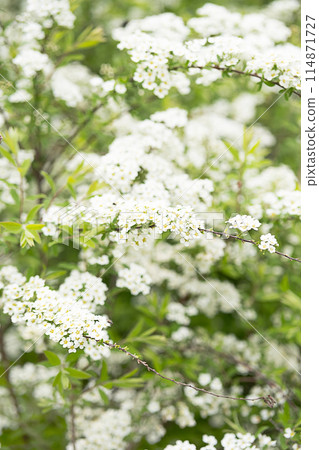 Spring blossom by tender white flowers. Spring blossom by tender white flowers. 114871727