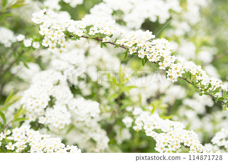 Spirea with white flowers blooming in the garden. Spirea with white flowers blooming in the garden. 114871728