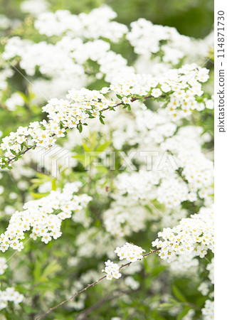 Spirea with white flowers blooming in the garden. Spirea with white flowers blooming in the garden. 114871730