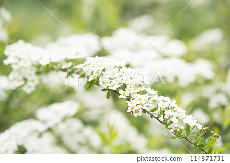 Spring blossom by tender white flowers. Spring blossom by tender white flowers. 114871731