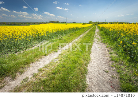 Dirt road between yellow rapeseed fields, May day in eastern Poland Dirt road between yellow rapeseed fields, May day in eastern Poland 114871810