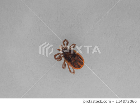 大和蜱蟲 114872066