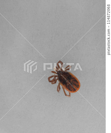 Ixodes yamato Ixodes yamato 114872068