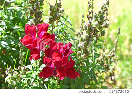 金魚（金魚草） 114872080