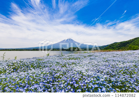 富士和Nemophila 114872082
