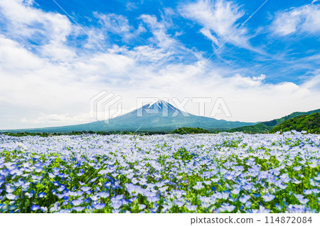 富士和Nemophila 富士和Nemophila 114872084
