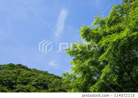 Vivid new leaves of maple trees and refreshing blue skies (seasonal/landscape material) 114872118