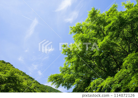 生機勃勃的楓樹綠和清爽的藍天《季節/景觀材料》 114872126