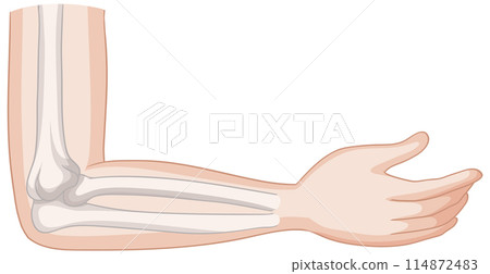 Human Elbow Anatomy Illustration Human Elbow Anatomy Illustration 114872483