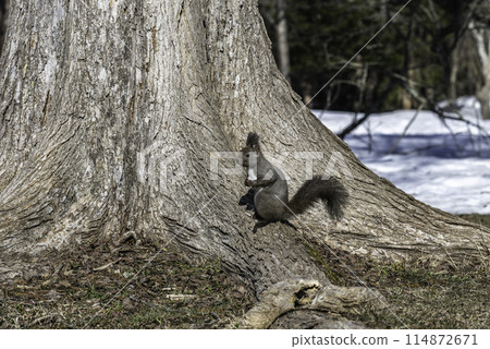 出現在樹幹上的松鼠 114872671
